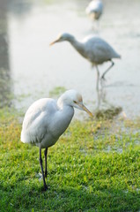 aigrette