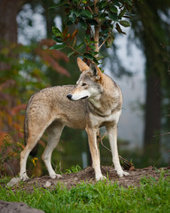 Red Wolf