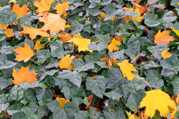 Autumn foliage, maple and ivy leaves