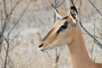 Impala femelle