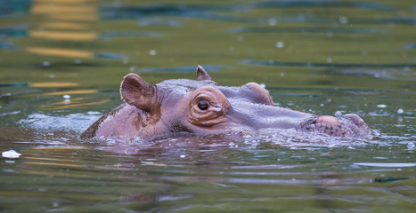 Hippopotamus