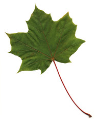 Green maple leaf on white