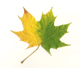 Single yellow and green coloured leaf on white