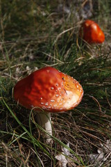 Fliegenpilze im Sonnenschein