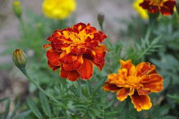 Tagetes