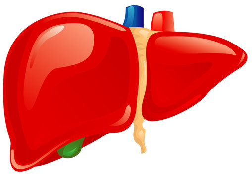 Liver Cartoon Images – Browse 8,580 Stock Photos, Vectors, and Video |  Adobe Stock
