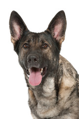 grey german shepherd dog