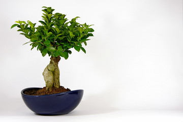 Bonsai