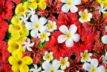 Beautiful flowers in the water