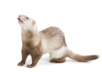 Ferret color champagne with tab on a white background