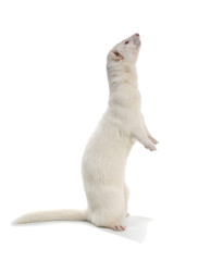 Albino ferret stands on his hind legs