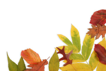 Obraz premium Herbstlaub freigestellt