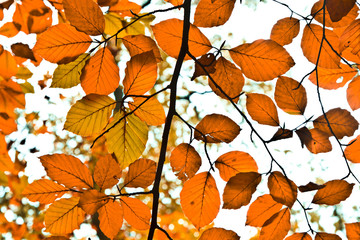 Fototapeta na wymiar Background group autumn orange leaves. Outdoor