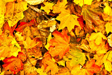 Naklejka na ściany i meble Background group autumn orange leaves. Outdoor