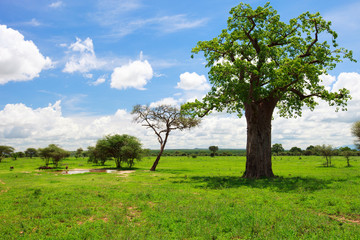 Fototapeta na wymiar Krajobraz Tarangire w Tanzanii
