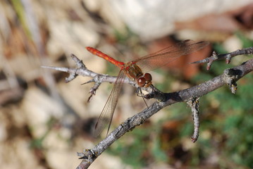 libellule
