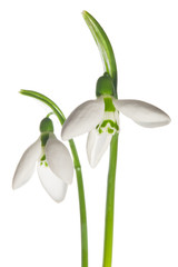 two snowdrops isolated