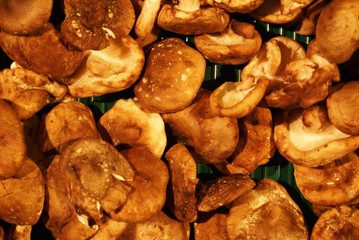 Pilze
