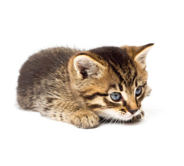 Funny kitten isolate in white