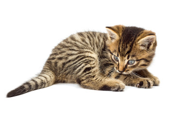 Funny kitten isolate in white