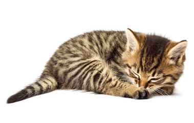 Funny kitten isolate in white