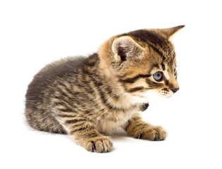 Funny kitten isolate in white