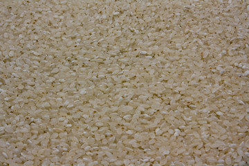 Full frame view of old sushi rice. Focus across entire surface.