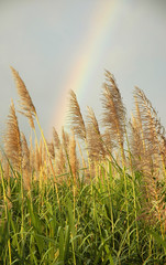 ARCO IRIS