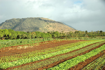 Fototapeta na wymiar PEJZA¯ MAURITIUS