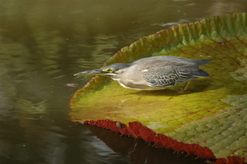 PÁJARO SOBRE NENUFAR