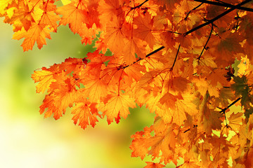 Naklejka na ściany i meble Autumn maple branch background