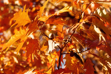 Autumn oak and leaves