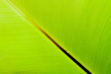 Bird's nest fern leaf