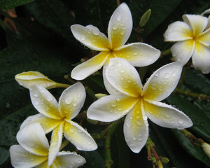 Yellow Plumeria With Rain Drops
