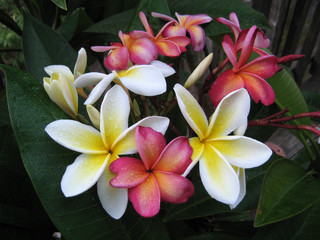 Pink and Yellow Plumeria