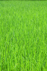 Obraz premium Rice