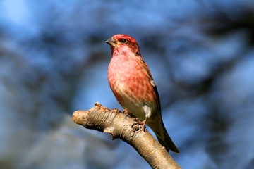 Purple Finch (Carpodacus purpureus)