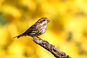 Purple Finch (Carpodacus purpureus)