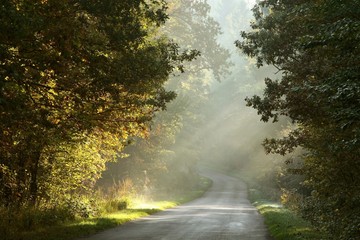 Fototapety  Wiejska droga przez mglisty jesienny las o wschodzie słońca