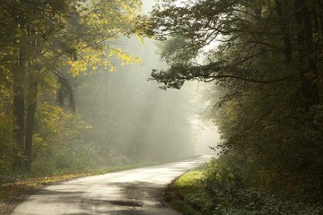 Rural road through the misty autumn forest at sunrise