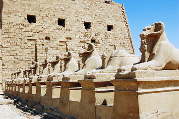 Ram statues at the entrance to Luxor Temple in Egypt.