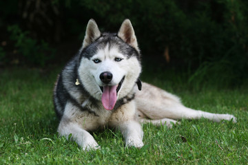 Fototapeta premium dog