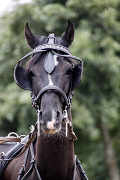 Pferd mit Scheuklappen
