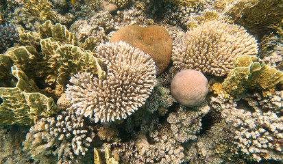 Naklejka na ściany i meble coral reef , taba