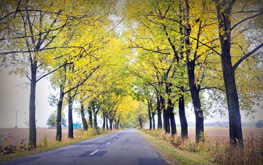 Road in fall time