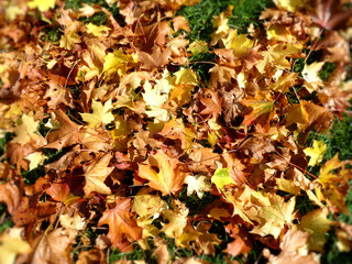 Golden autumn