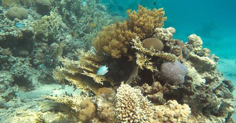 Naklejka na ściany i meble coral reef , taba