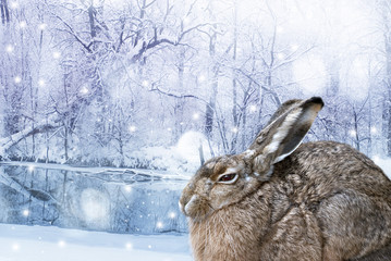 winter scene with little hare