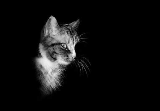 portrait de chat en noir et blanc