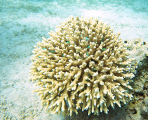 coral reef , taba